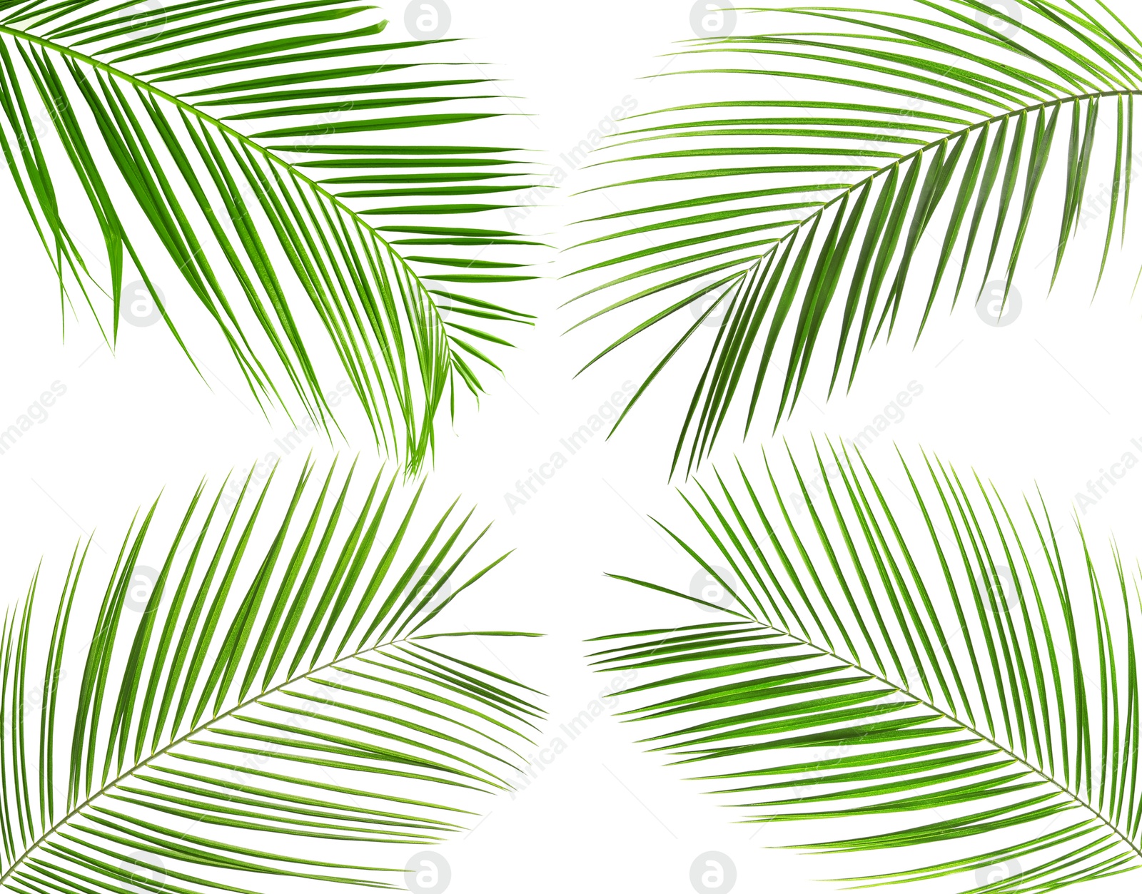 Image of Green coconut palm leaves isolated on white, set