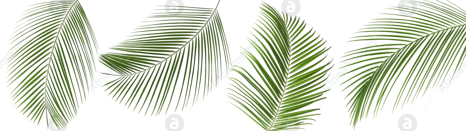 Image of Green coconut palm leaves isolated on white, set