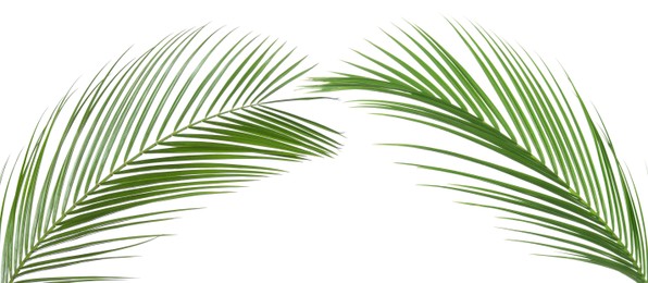 Image of Green coconut palm leaves isolated on white, set