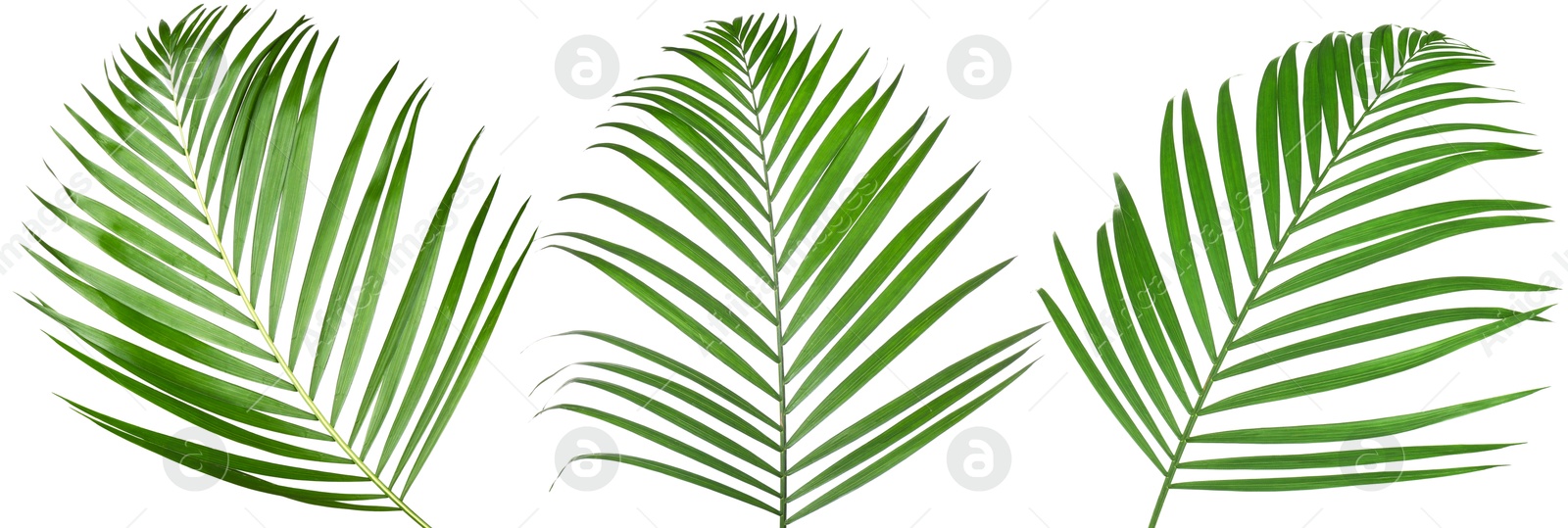 Image of Green coconut palm leaves isolated on white, set