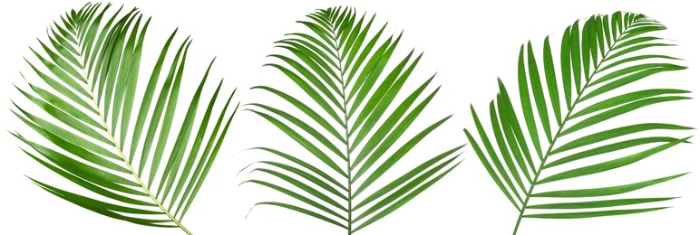 Image of Green coconut palm leaves isolated on white, set