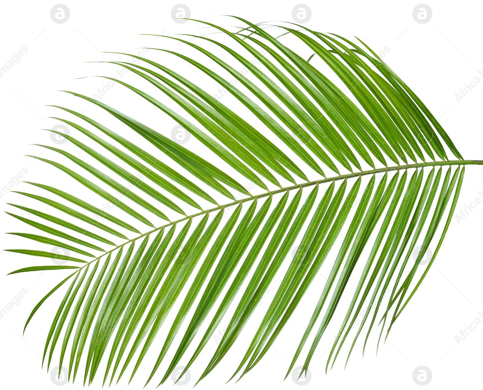 Image of One green coconut palm leaf isolated on white