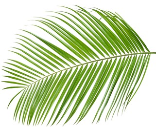 Image of One green coconut palm leaf isolated on white