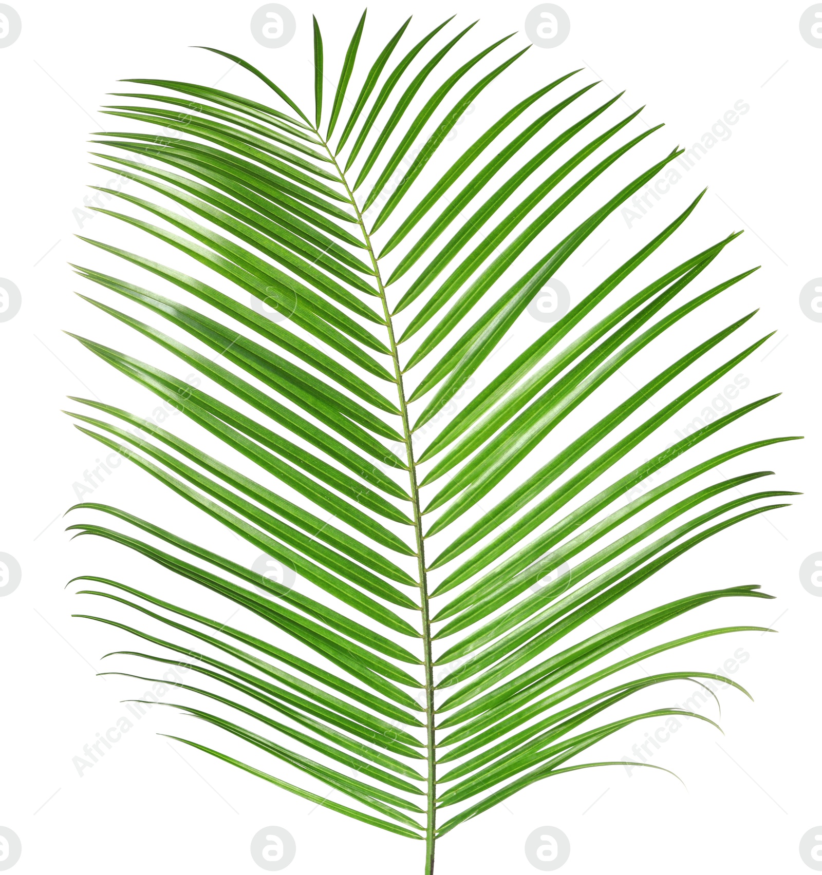 Image of One green coconut palm leaf isolated on white