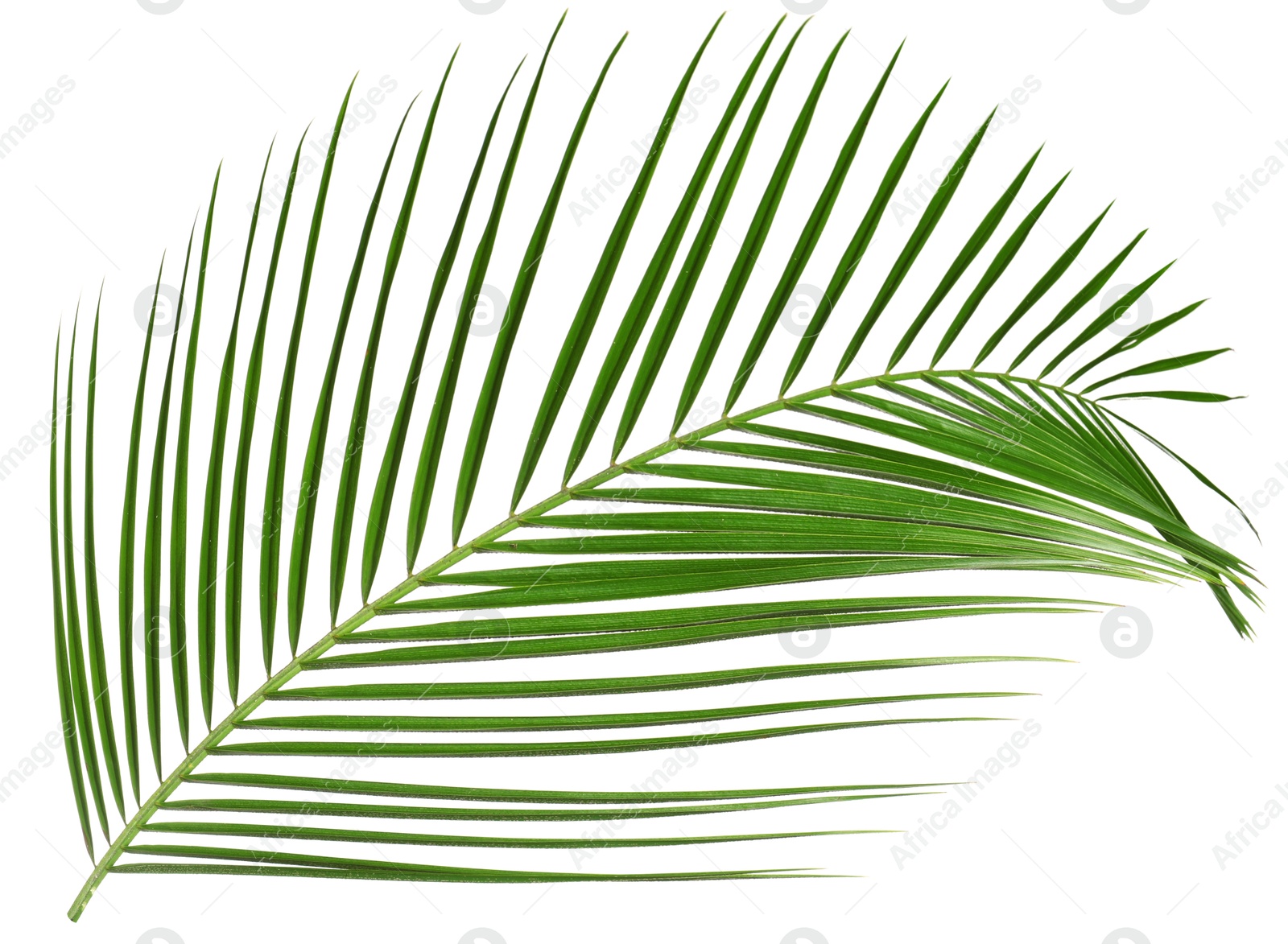 Image of One green coconut palm leaf isolated on white