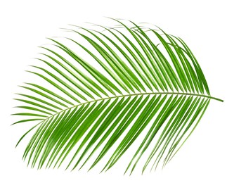 Image of One green coconut palm leaf isolated on white