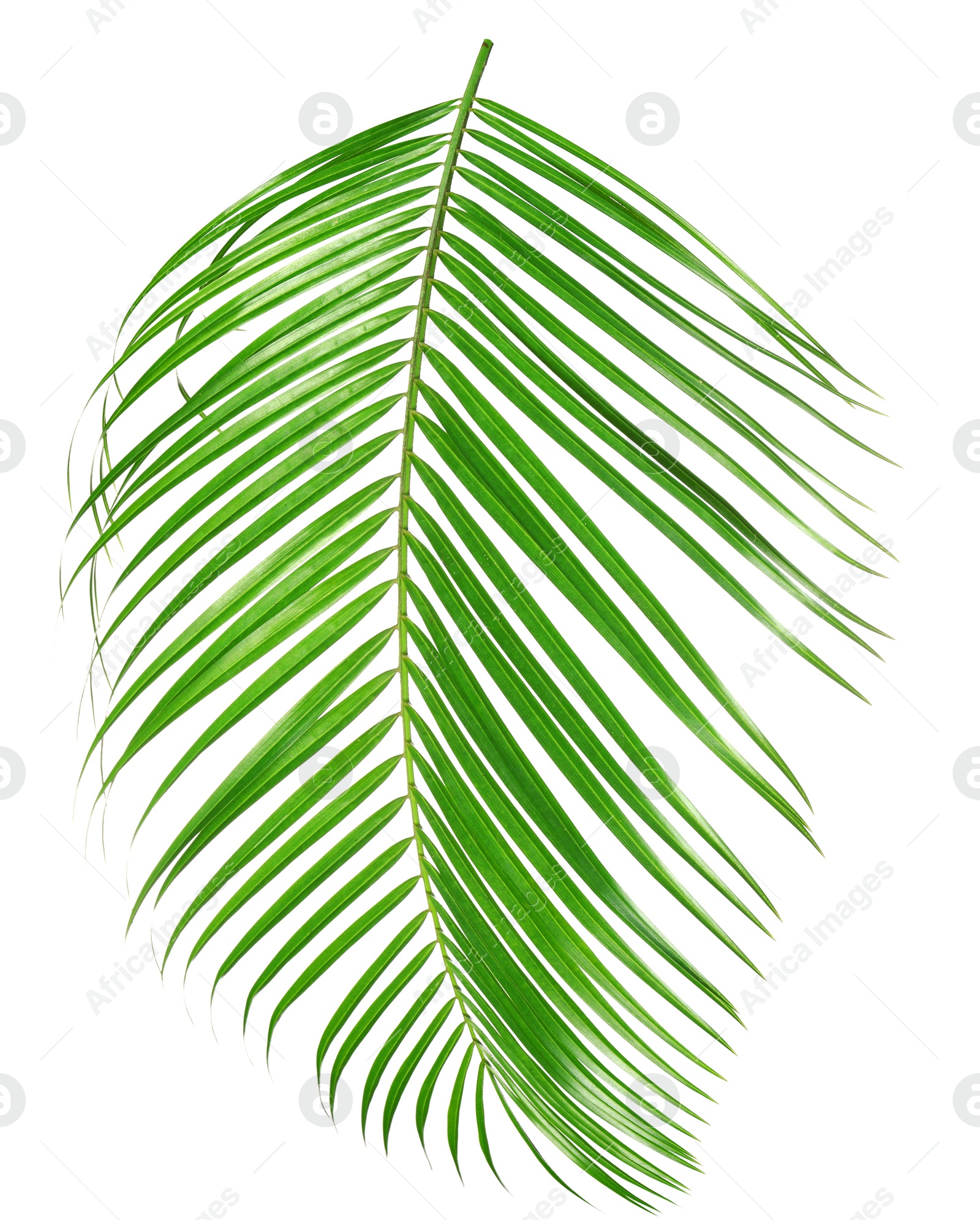 Image of One green coconut palm leaf isolated on white