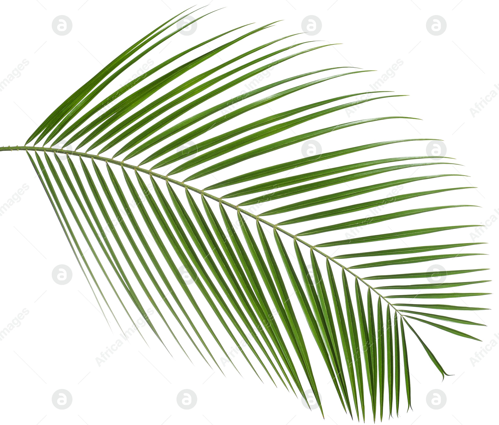 Image of One green coconut palm leaf isolated on white