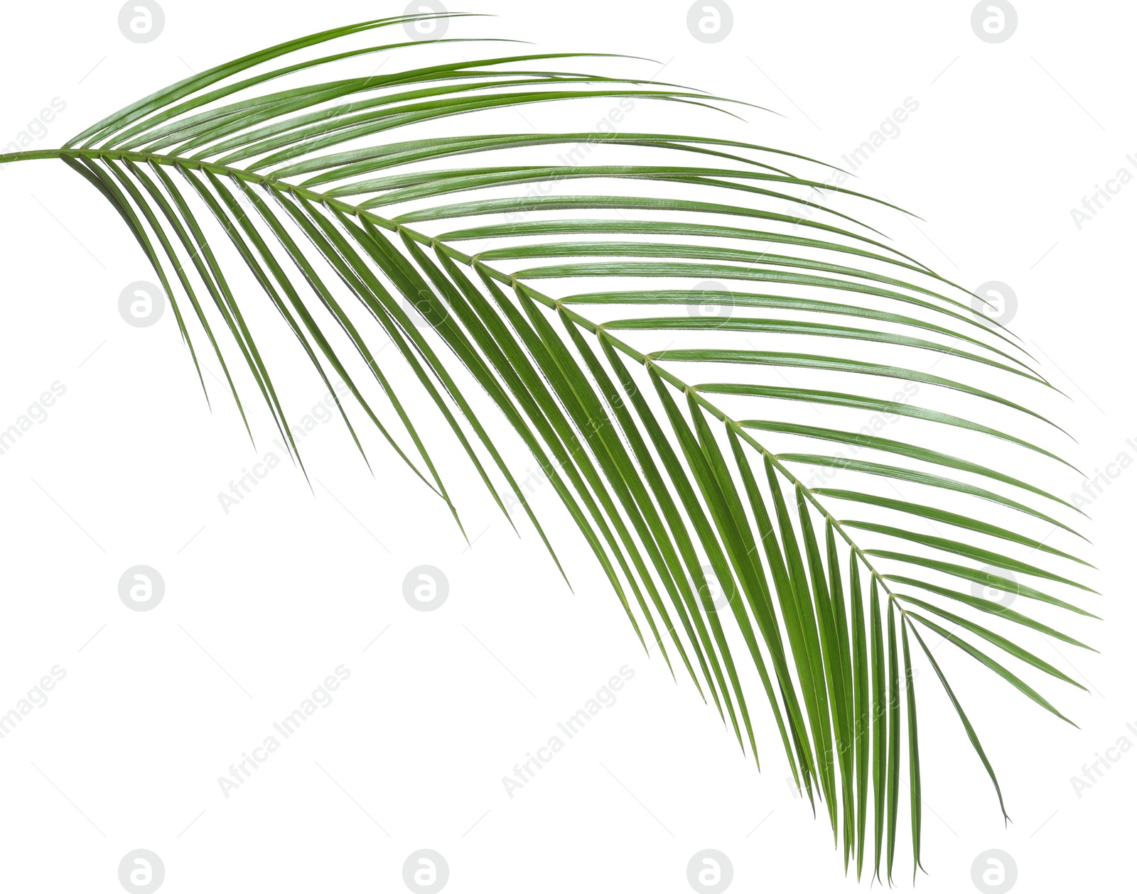 Image of One green coconut palm leaf isolated on white