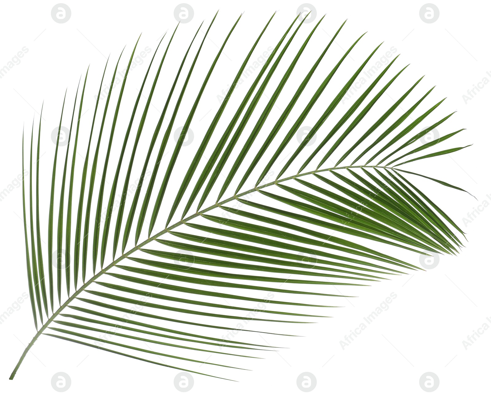 Image of One green coconut palm leaf isolated on white