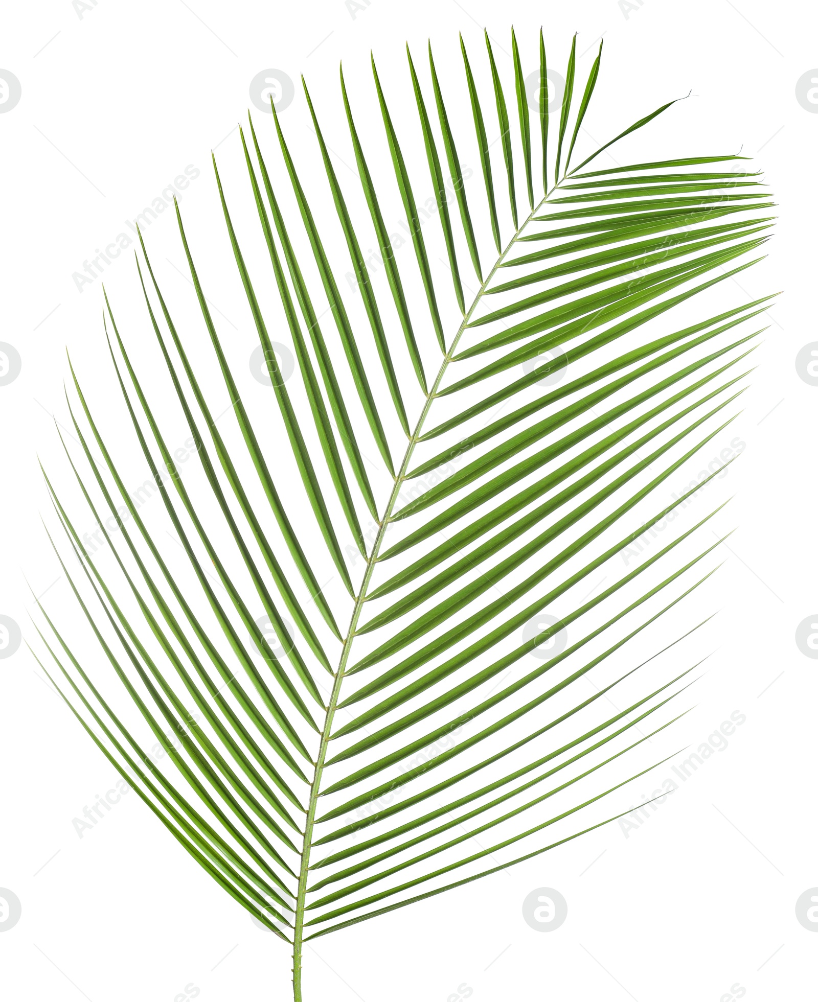 Image of One green coconut palm leaf isolated on white