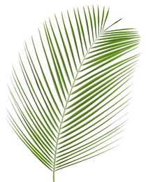 Image of One green coconut palm leaf isolated on white