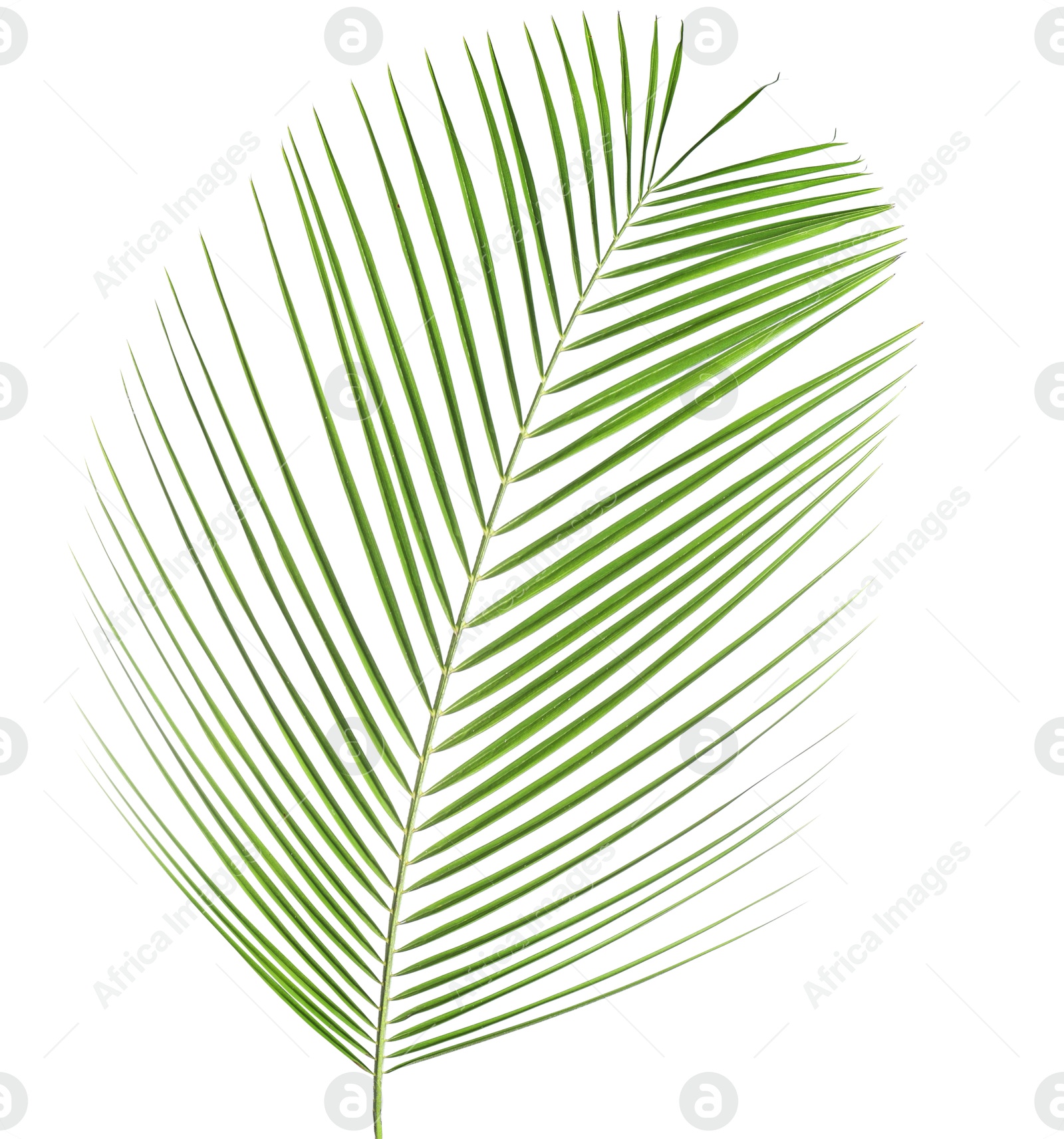 Image of One green coconut palm leaf isolated on white