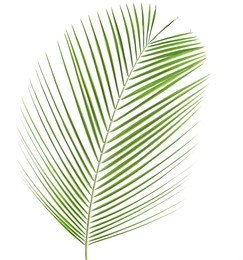 Image of One green coconut palm leaf isolated on white