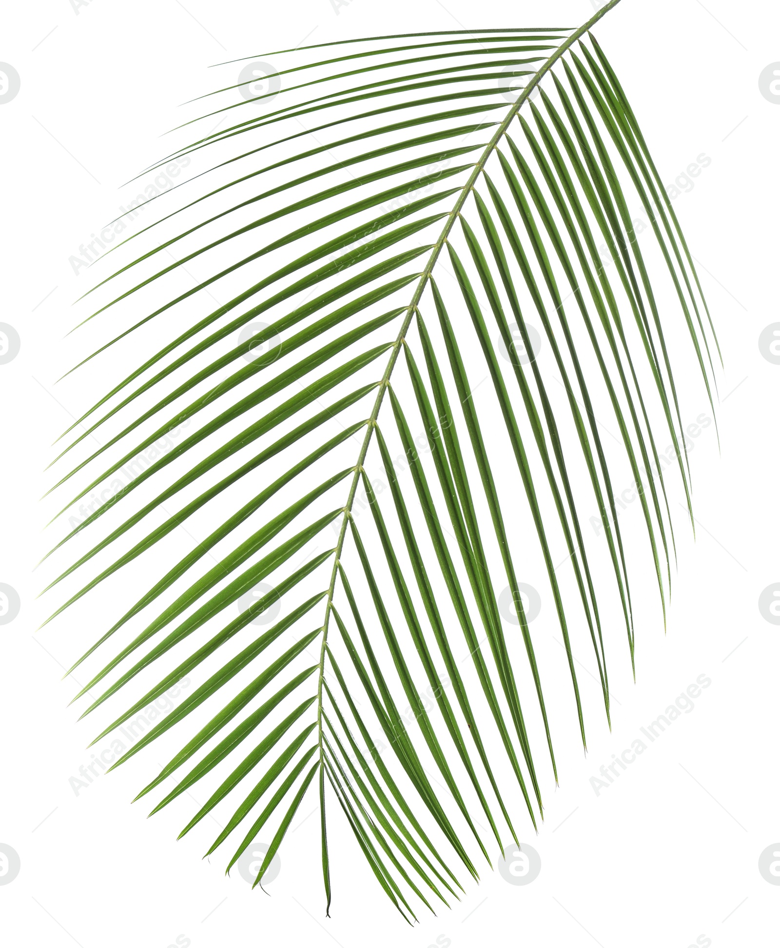 Image of One green coconut palm leaf isolated on white