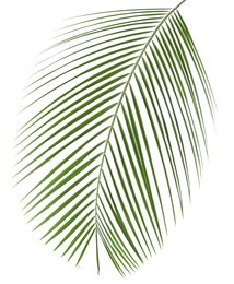 Image of One green coconut palm leaf isolated on white