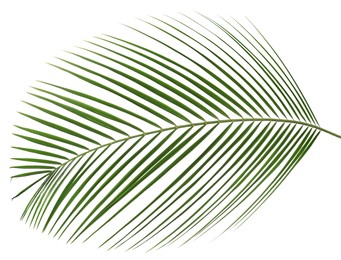 Image of One green coconut palm leaf isolated on white