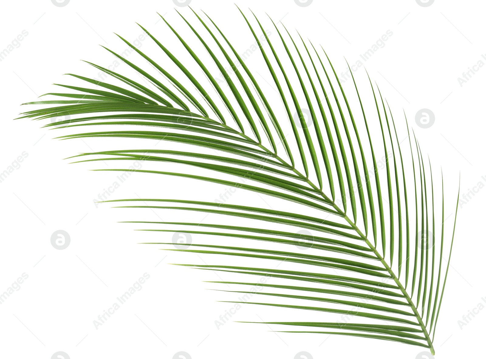 Image of One green coconut palm leaf isolated on white