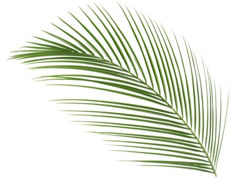 Image of One green coconut palm leaf isolated on white