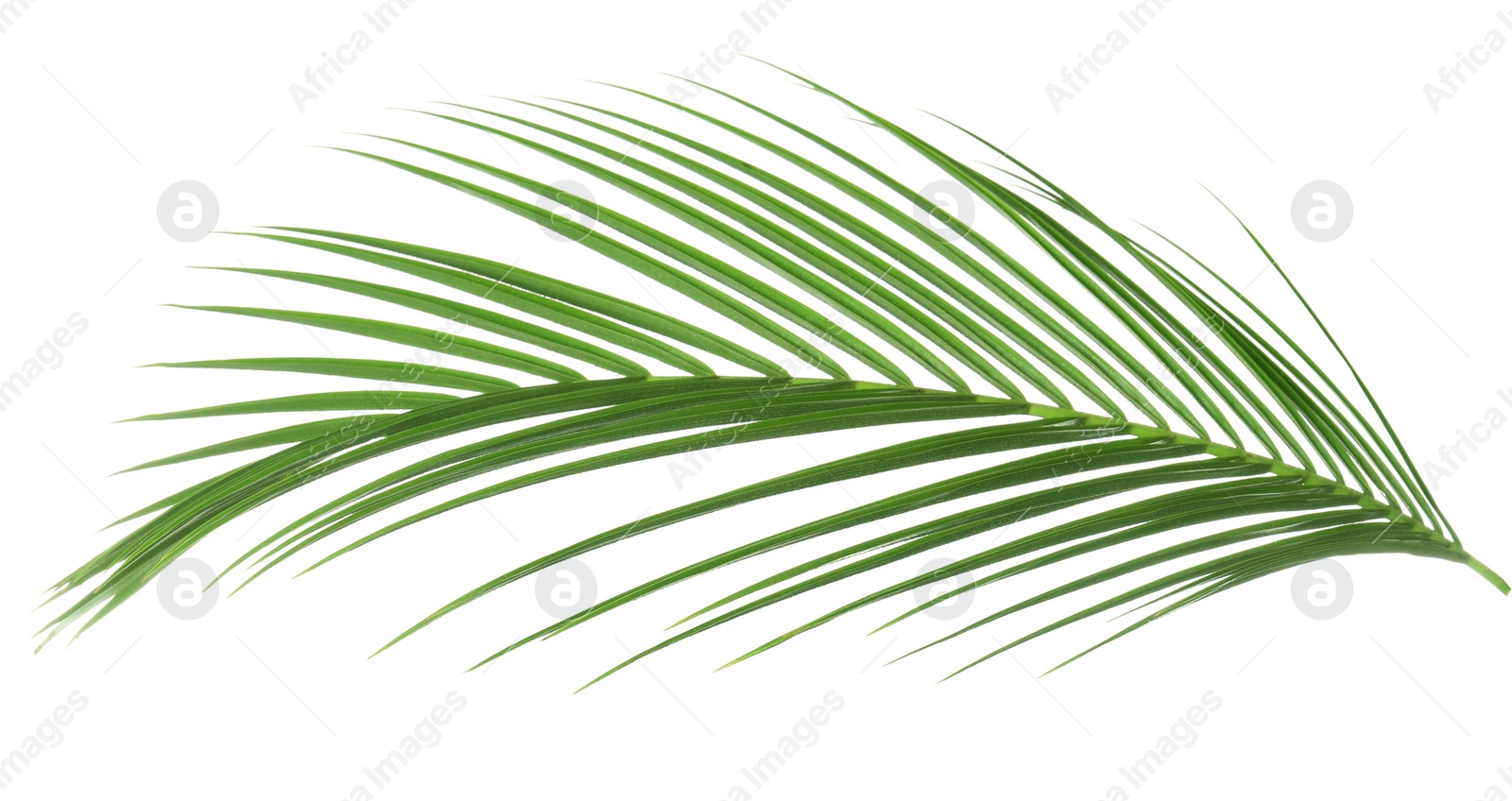 Image of One green coconut palm leaf isolated on white