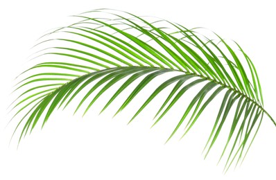 Image of One green coconut palm leaf isolated on white