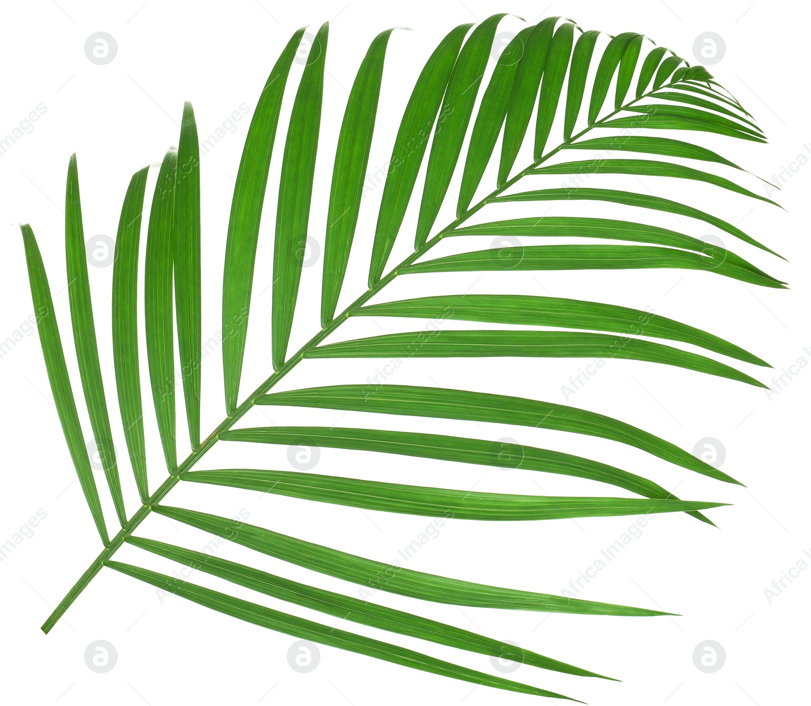 Image of One green coconut palm leaf isolated on white