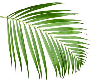 Image of One green coconut palm leaf isolated on white