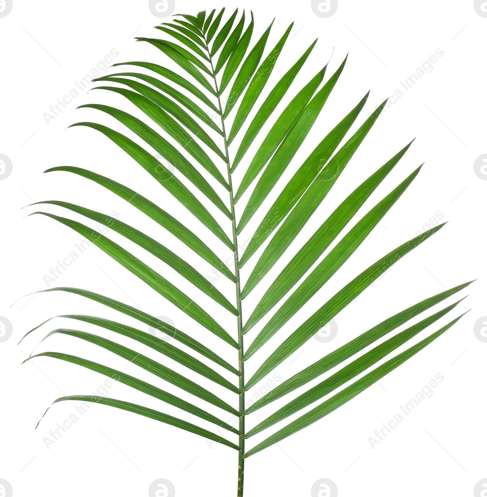 Image of One green coconut palm leaf isolated on white