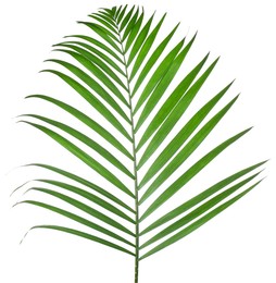 Image of One green coconut palm leaf isolated on white