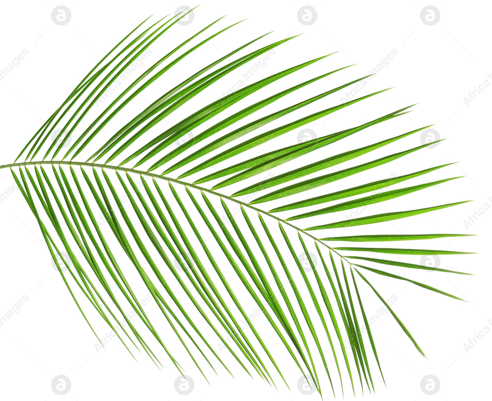 Image of One green coconut palm leaf isolated on white