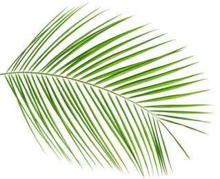 Image of One green coconut palm leaf isolated on white