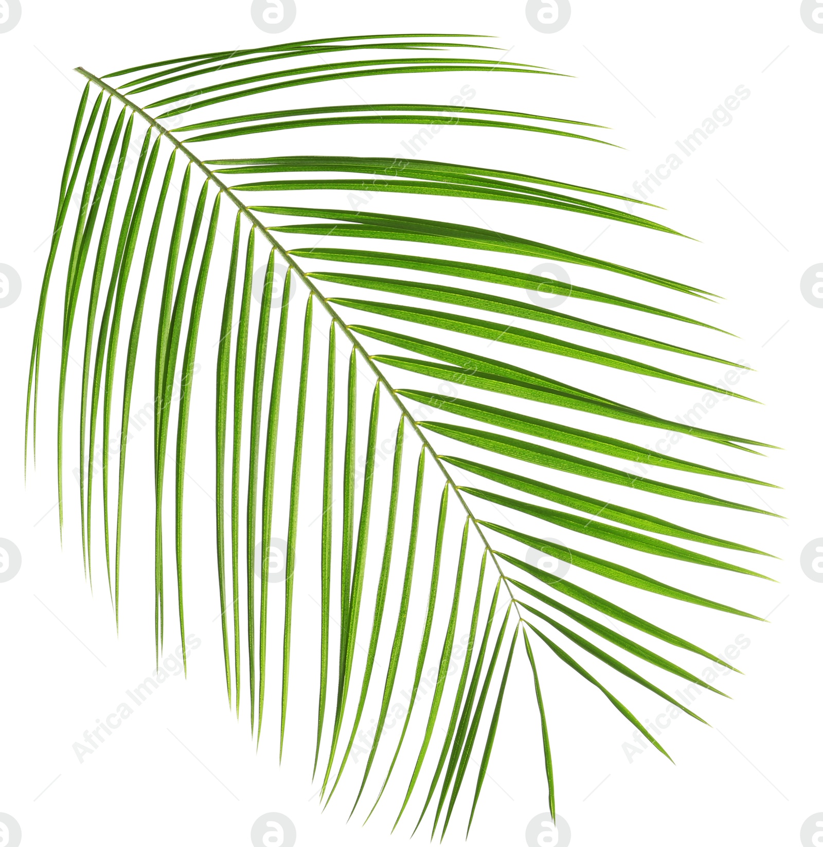 Image of One green coconut palm leaf isolated on white