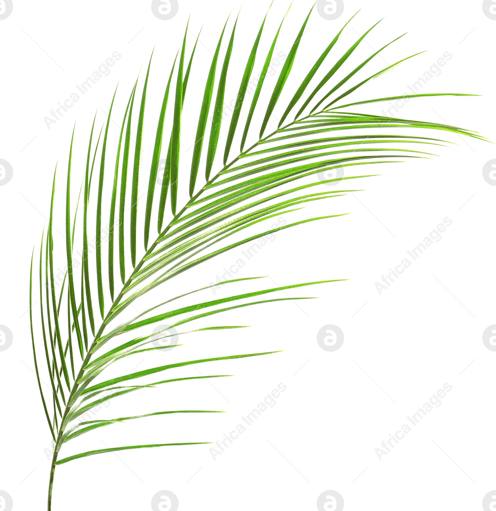 Image of One green coconut palm leaf isolated on white