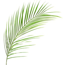 Image of One green coconut palm leaf isolated on white