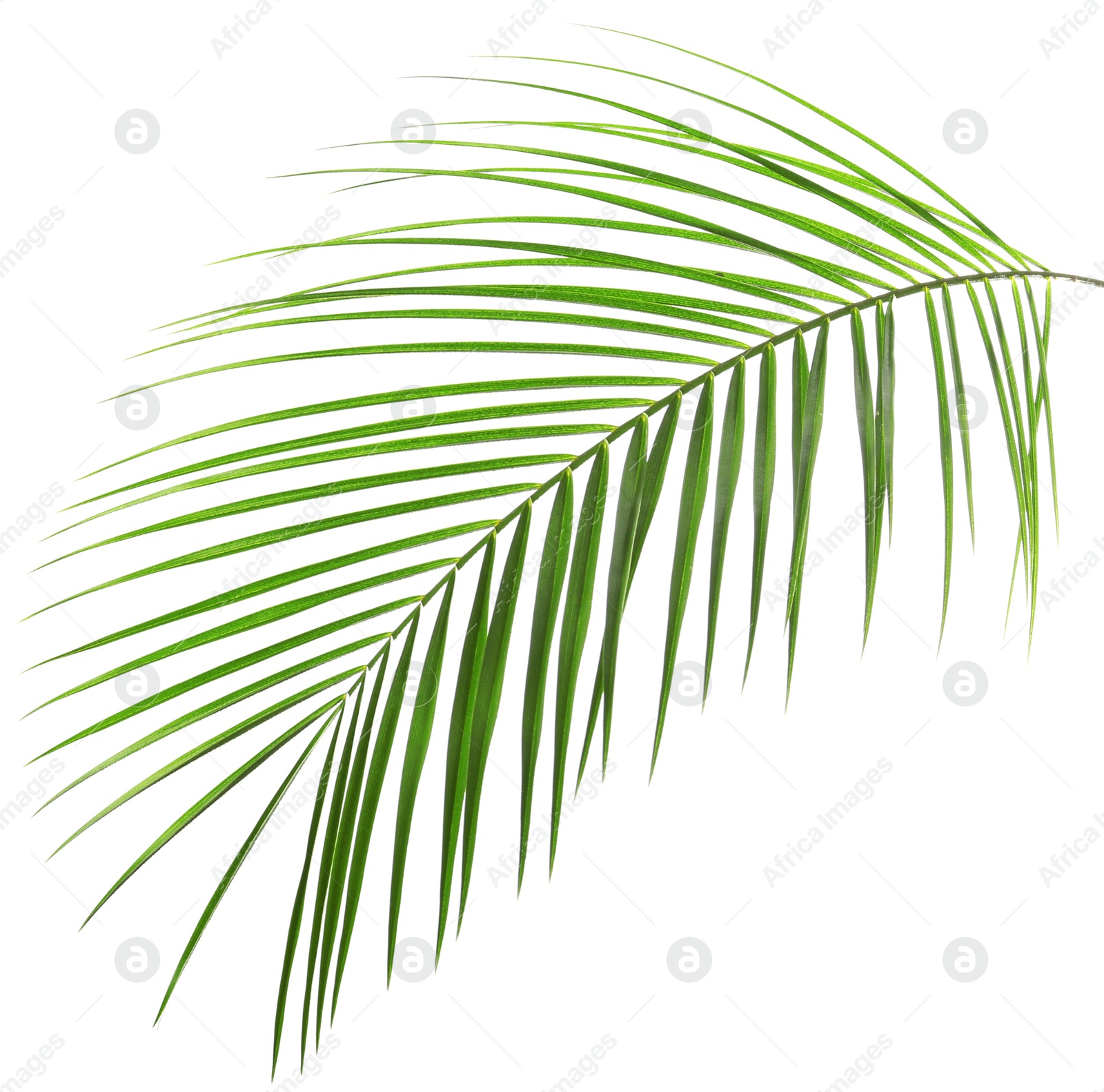 Image of One green coconut palm leaf isolated on white