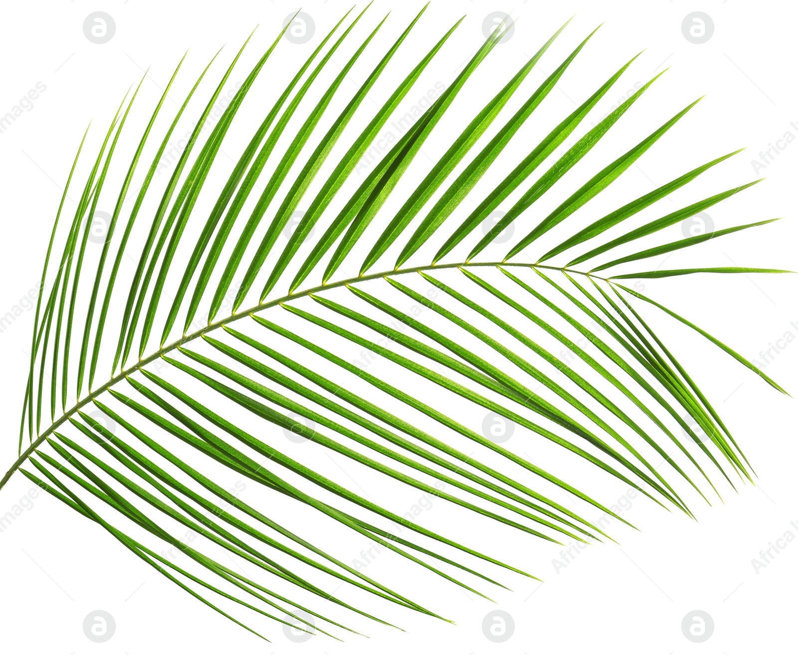 Image of One green coconut palm leaf isolated on white