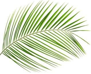 Image of One green coconut palm leaf isolated on white