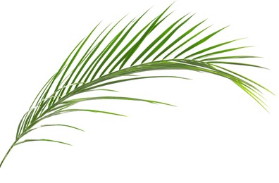 Image of One green coconut palm leaf isolated on white