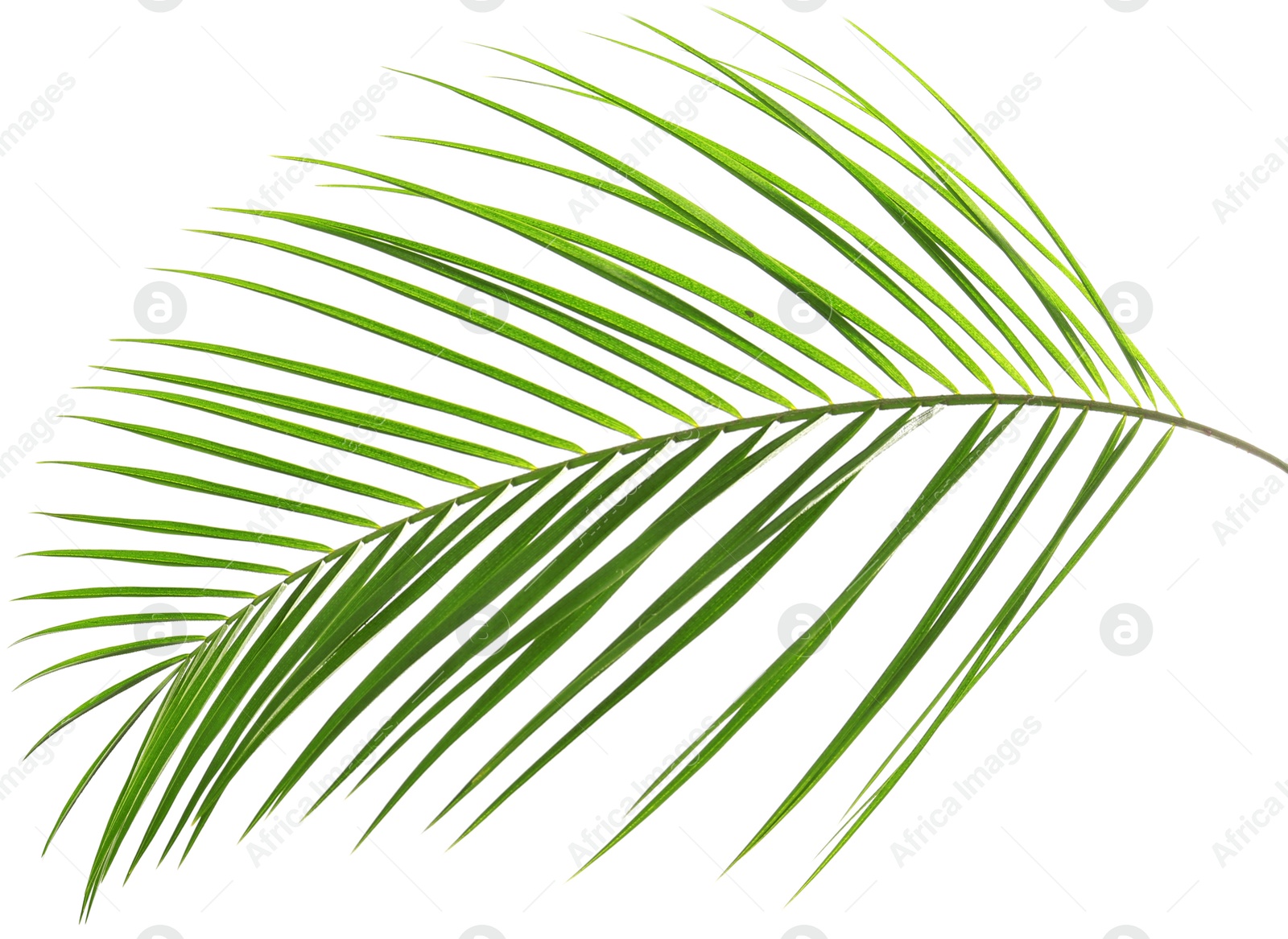 Image of One green coconut palm leaf isolated on white