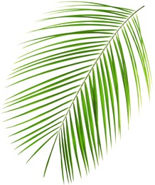 Image of One green coconut palm leaf isolated on white