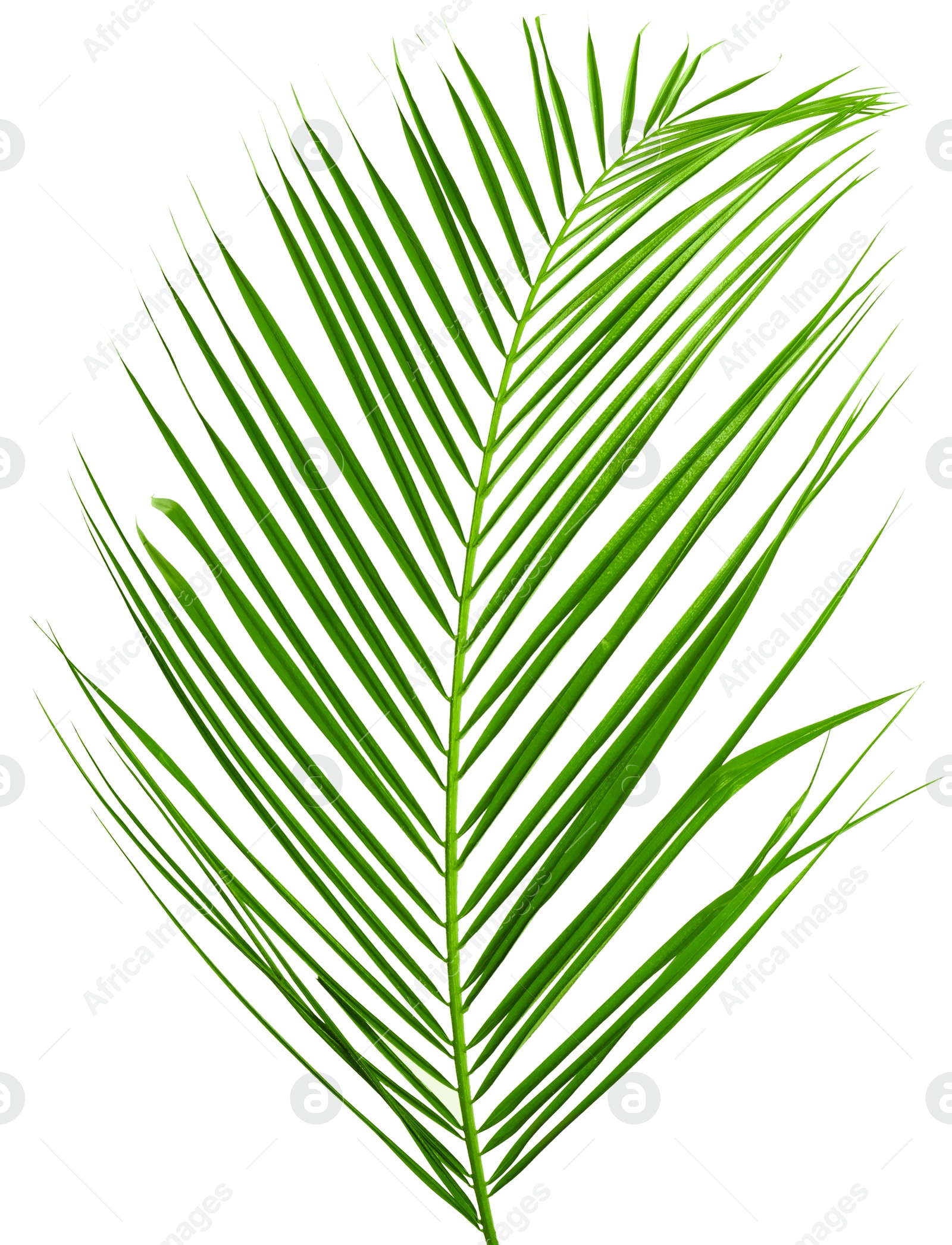 Image of One green coconut palm leaf isolated on white