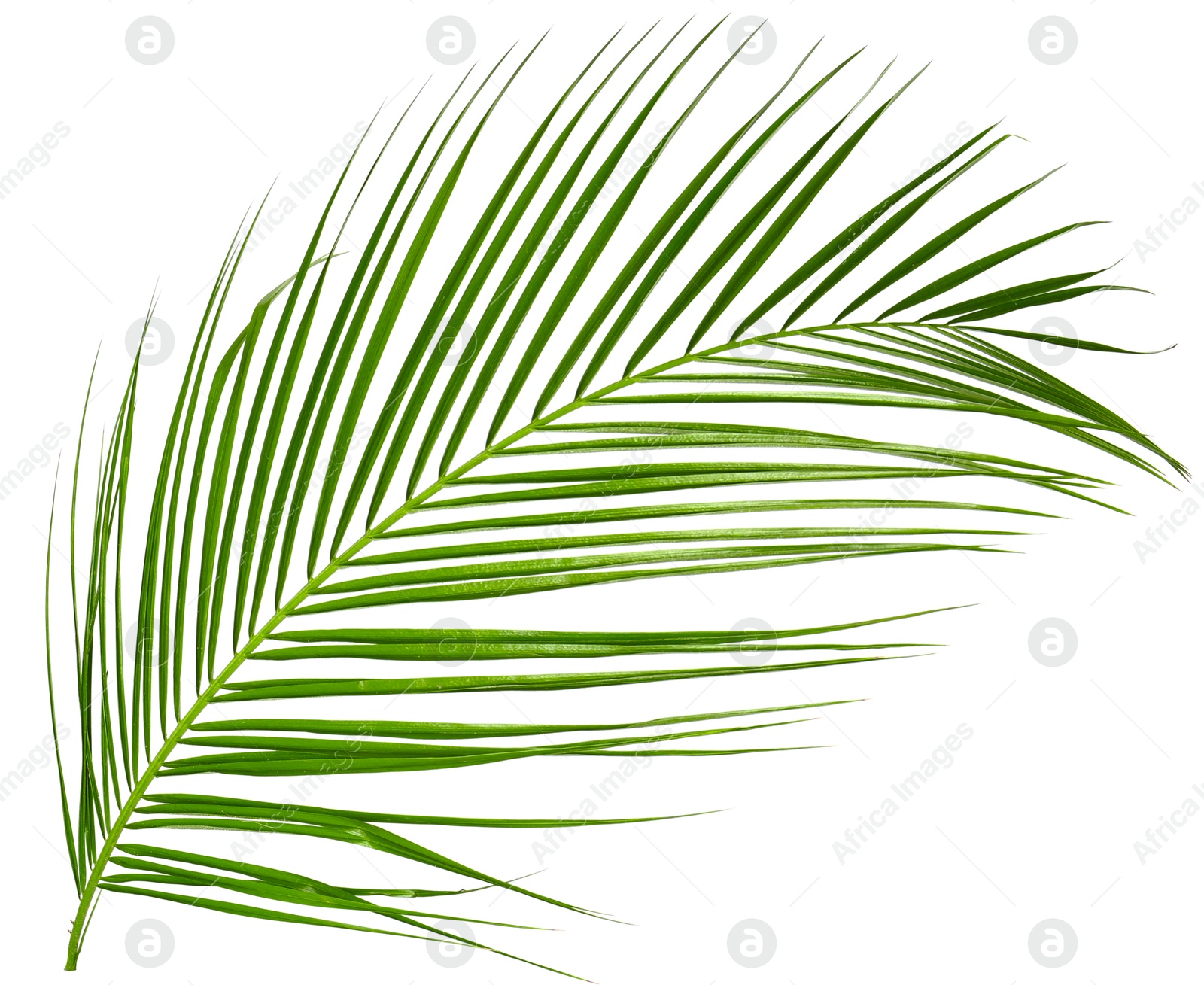 Image of One green coconut palm leaf isolated on white