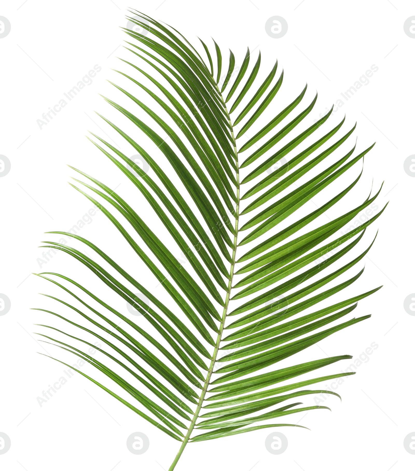 Image of One green coconut palm leaf isolated on white