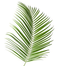 Image of One green coconut palm leaf isolated on white