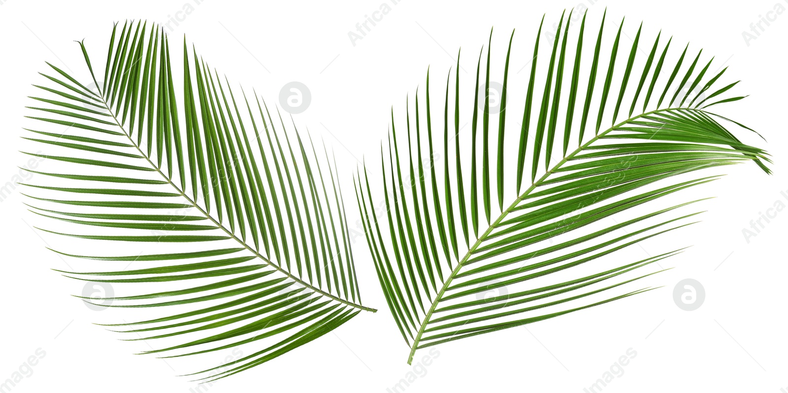 Image of Green coconut palm leaves isolated on white