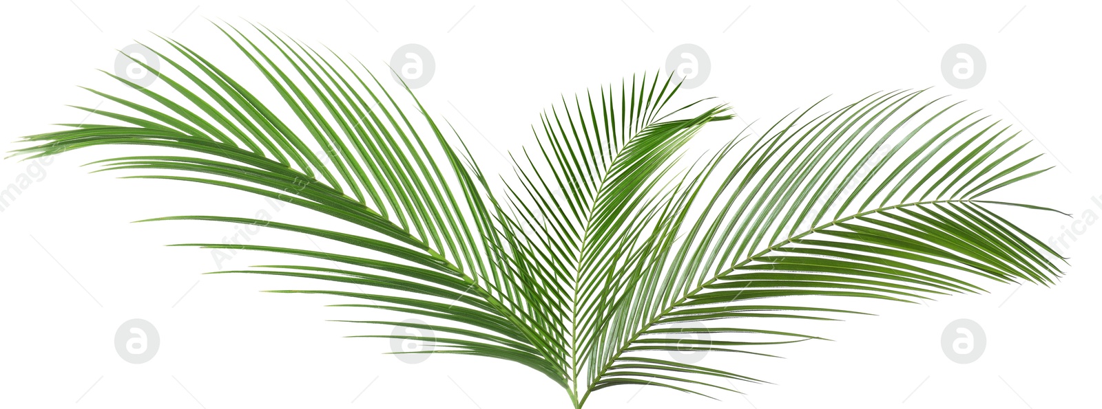 Image of Green coconut palm leaves isolated on white