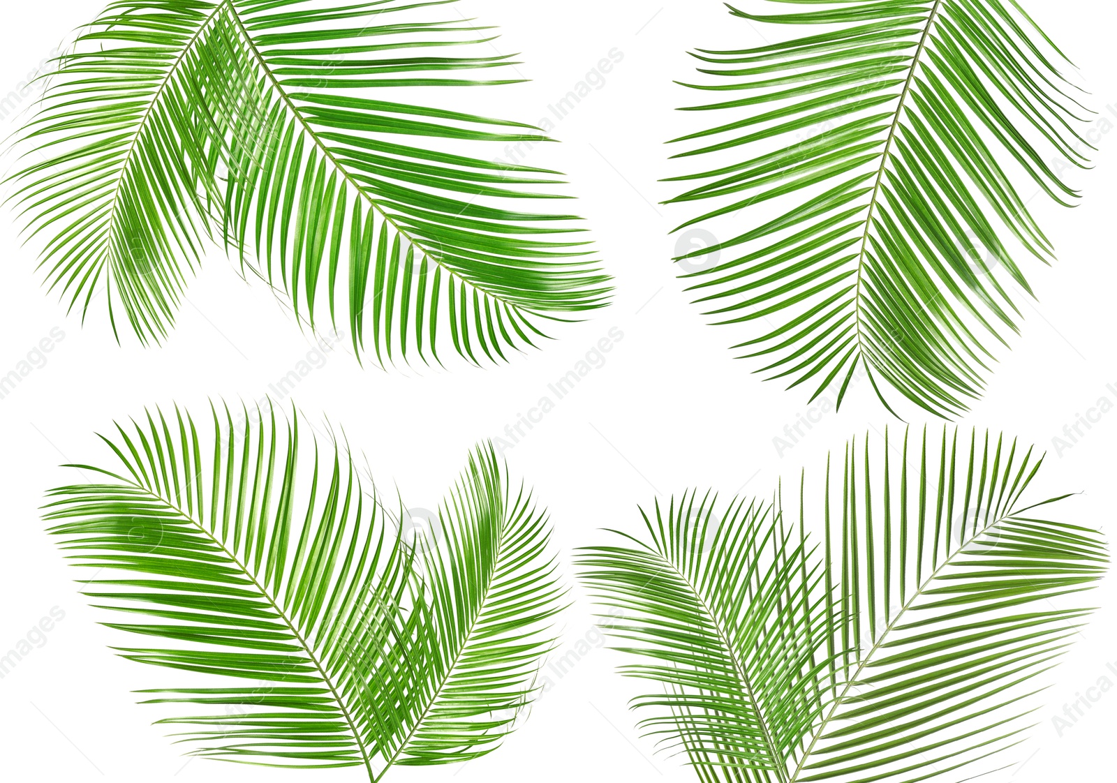 Image of Green coconut palm leaves isolated on white, set