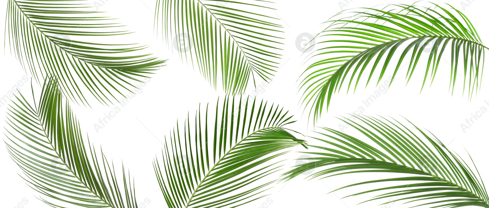 Image of Green coconut palm leaves isolated on white, set