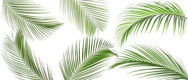 Image of Green coconut palm leaves isolated on white, set