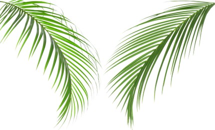 Image of Green coconut palm leaves isolated on white, set